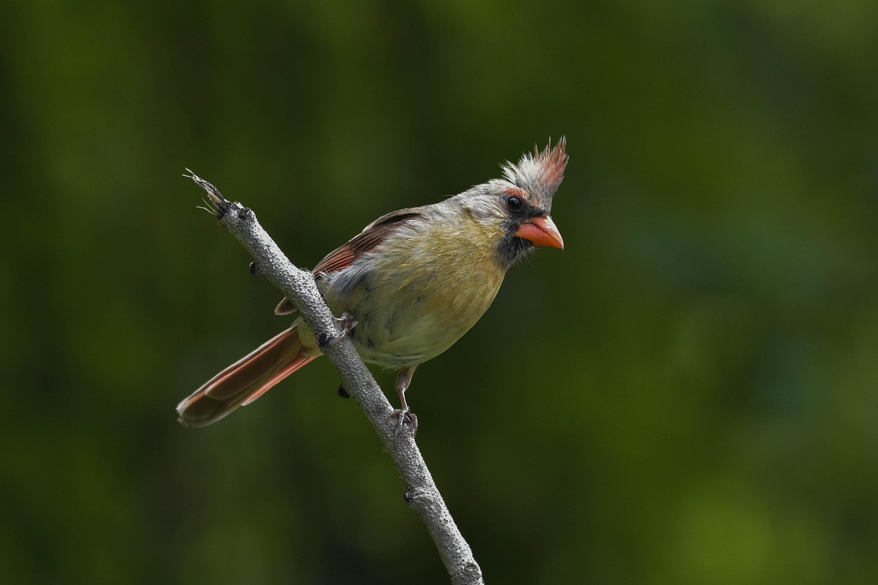 女性向けオンラインコーチングの比較で知っておくべきポイントは？