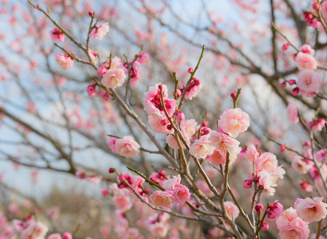 女性のPFCバランスの目安とは何ですか？