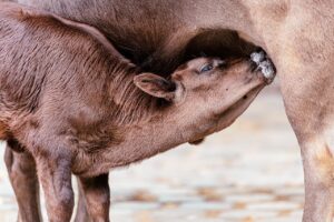 女性がふくらはぎをほっそり伸ばすための効果的な方法は？