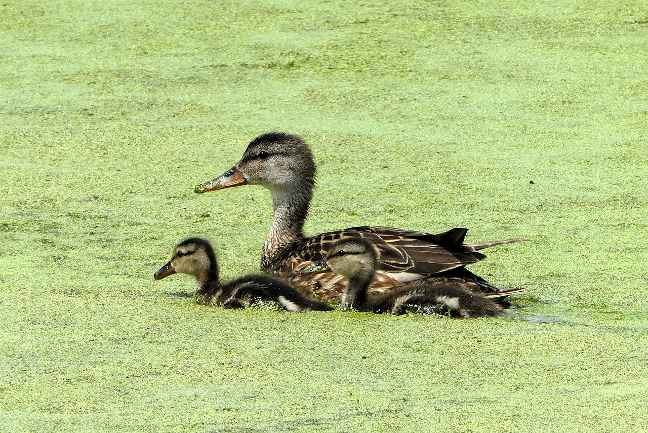女性がワンオペ育児をしながら実践できるダイエット法は？