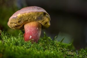 女性が間食をやめられない理由とその対処法は？